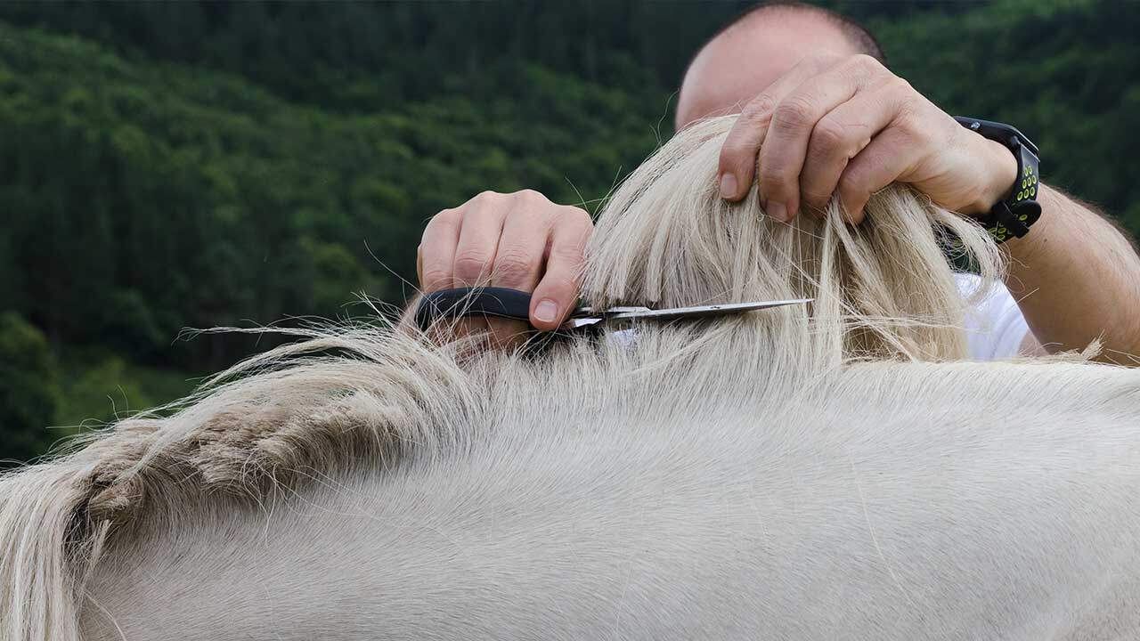 Violin Horse Hair